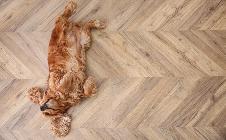 Dog laying on wood-look flooring.
